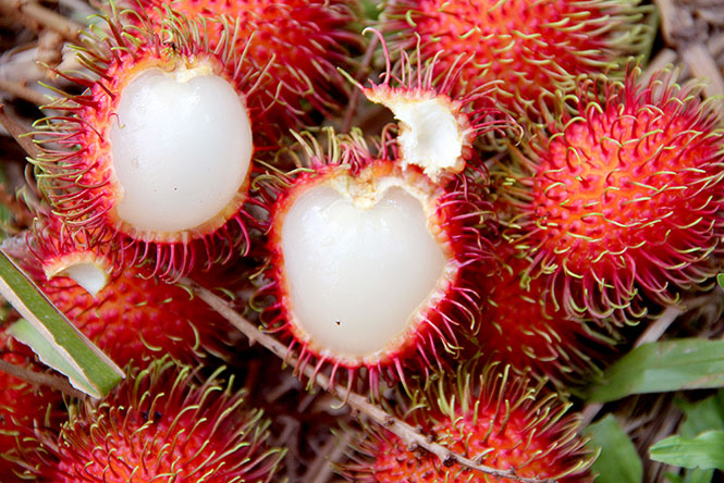 Rambutan: a delícia do Pacífico