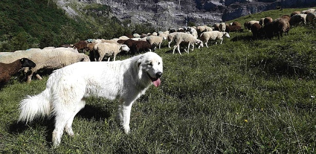 Cães de pastoreio - As raças com instinto de cão pastor