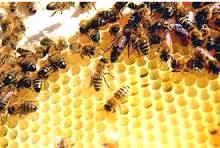 A apicultura no Brasil