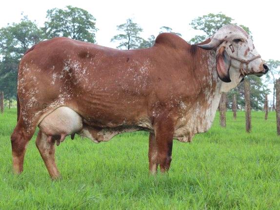 Desempenho recorde de animal em concurso leiteiro