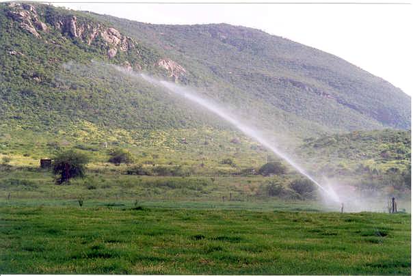 Eficiência do manejo e irrigação de pastagens