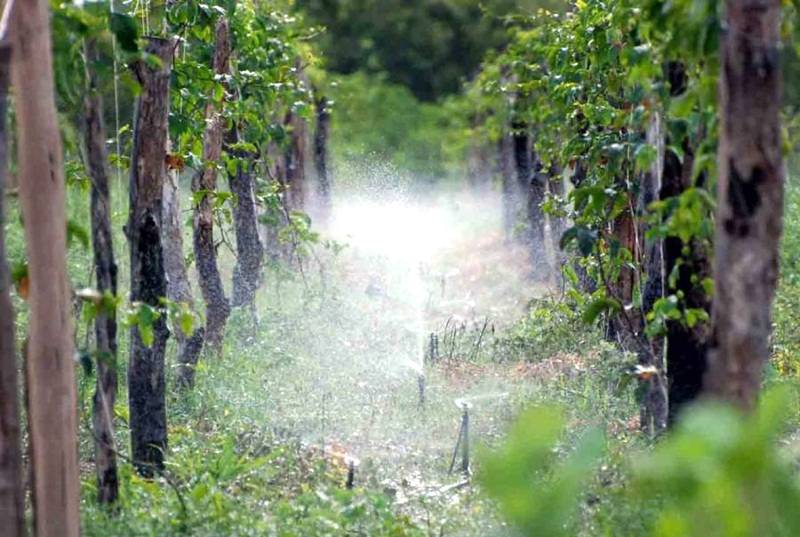 Fatores a serem considerados na irrigação de produção de frutas