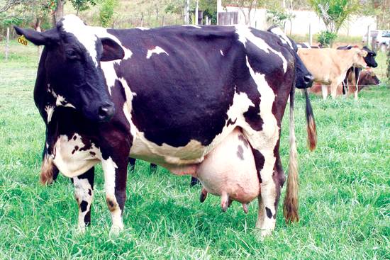 Manejo de vaca leiteira no período seco