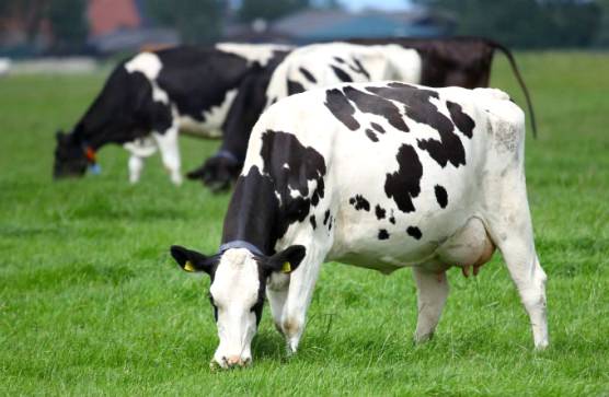 Nutrição alimentar de vacas leiteiras