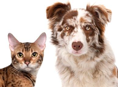 Sinais de mal-estar em cães e gatos