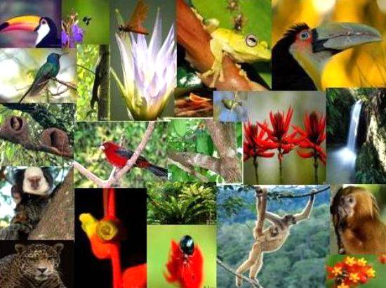 A biodiversidade e sua importância