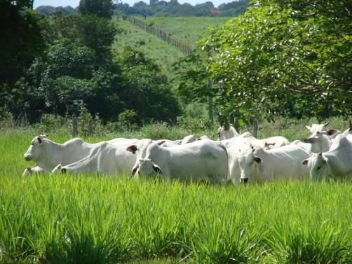 Cultivo de forrageiras e pastagens na produção de rebanho bovino