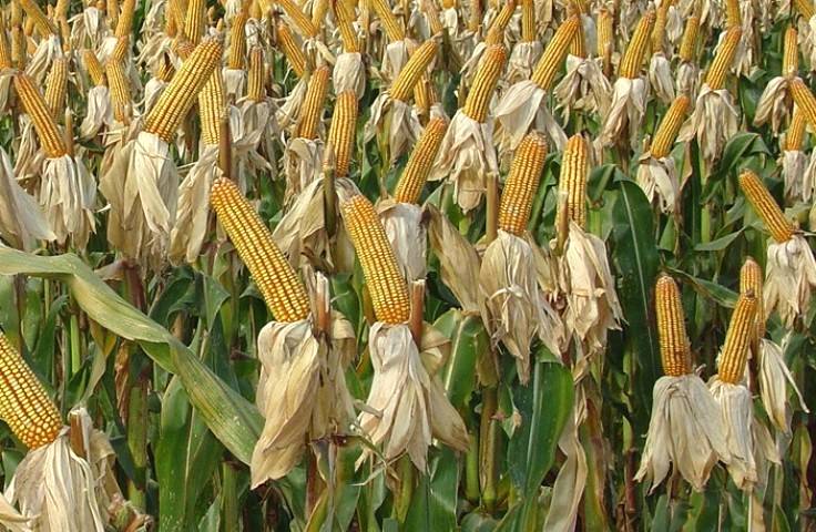 Podridão seca em cultura de milho