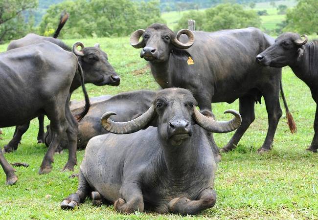 Características rústicas dos búfalos