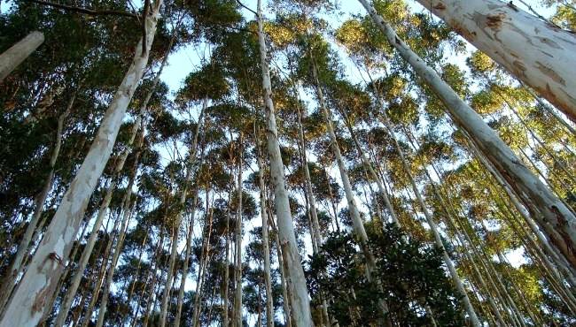 Principais plantas daninhas na cultura do Eucalipto