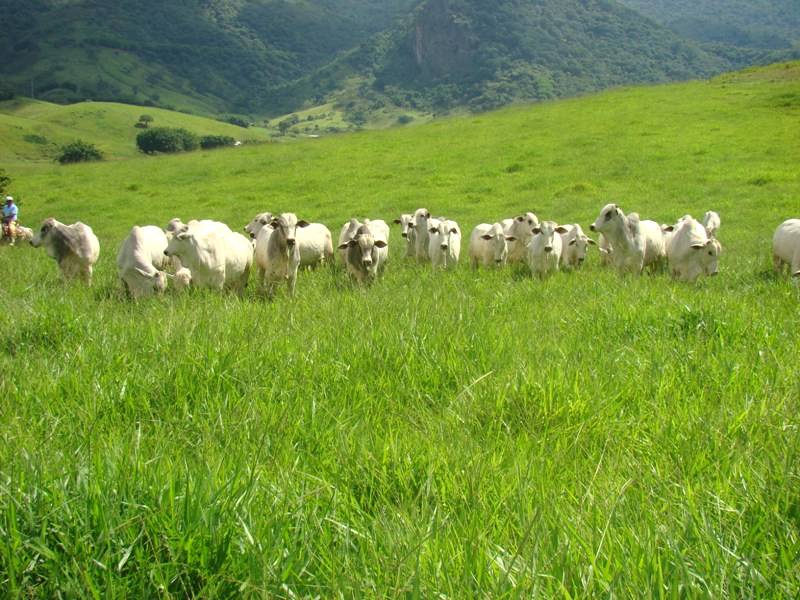 Saiba como cuidar de sua pastagem