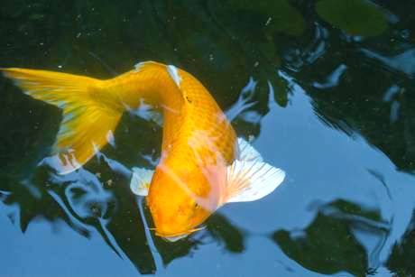 Criação de Peixes Ornamentais