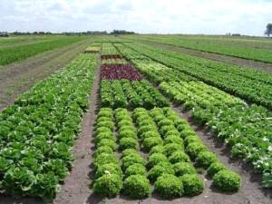 Desafios da Horticultura no Brasil