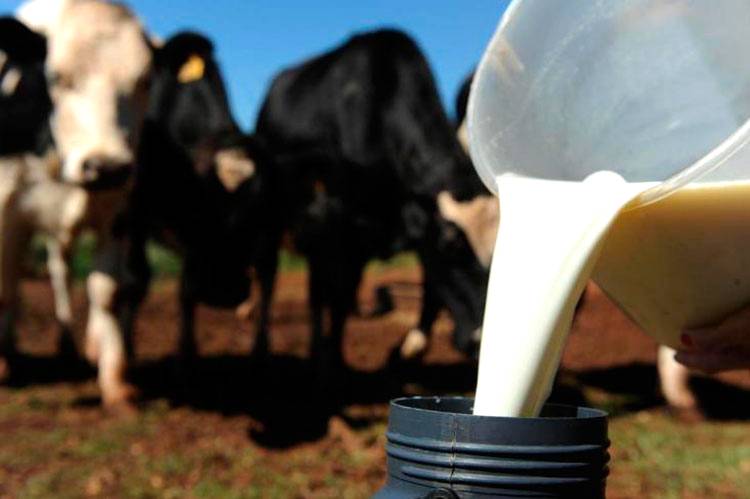 Maior região produtora de leite no Brasil