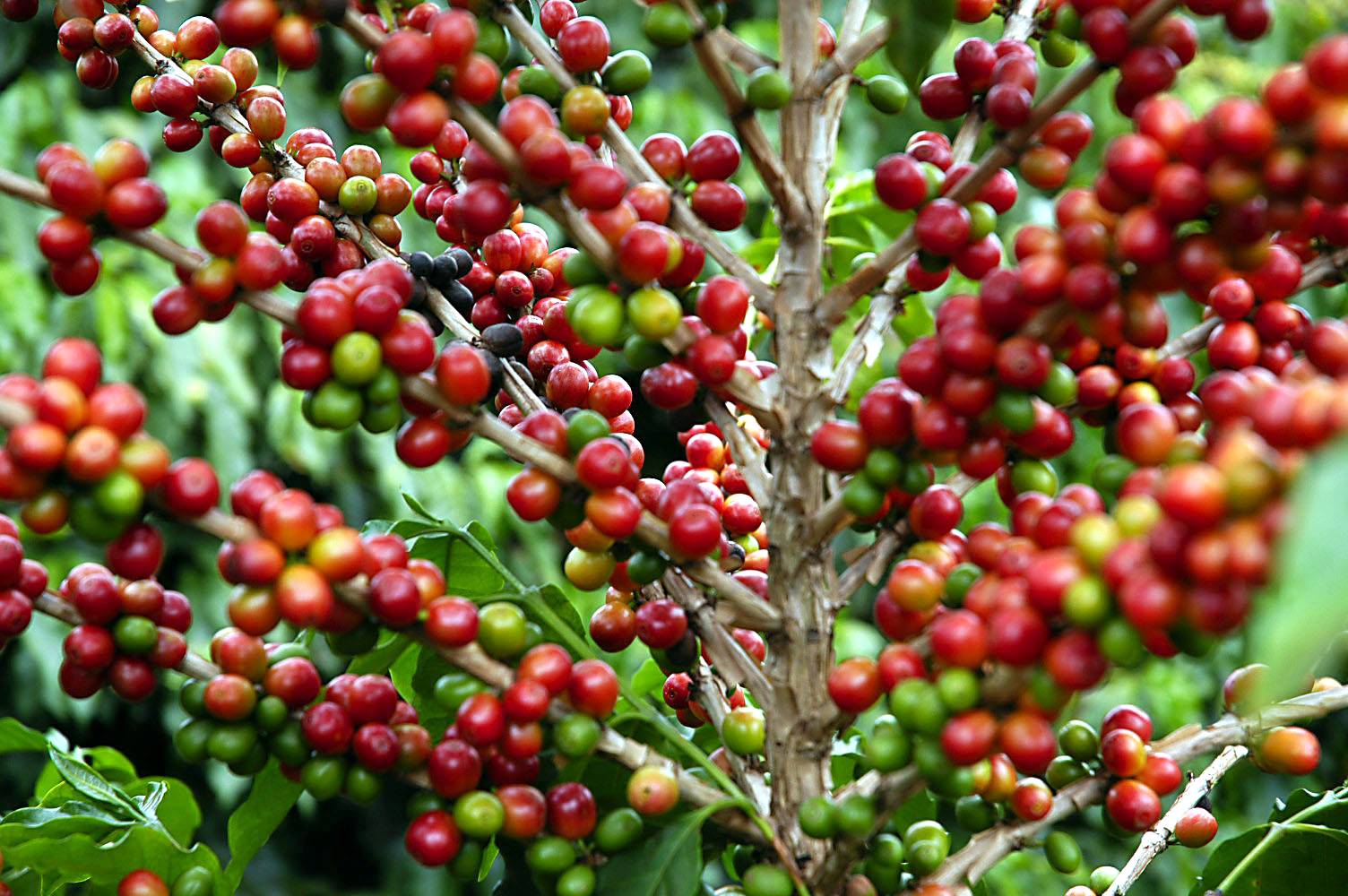 Brasileiro consome pouco café nobre, diz Abic