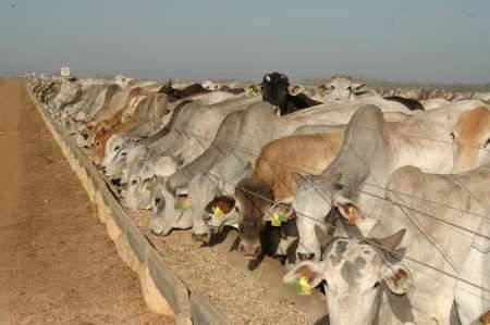 Número de bovinos abatidos no MT aumenta