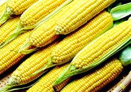 O milho como complemento de renda