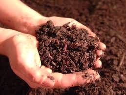 A importância da matéria orgânica para fertilização do solo