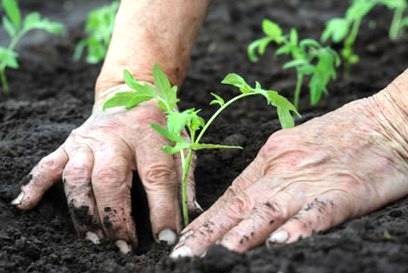 Agricultura orgânica ganha destaque no Noroeste do Rio