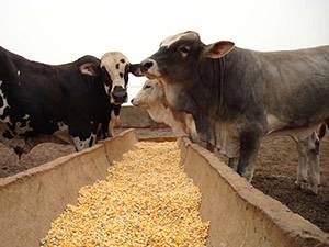 Boas Praticas de Fabricação na Alimentação Animal