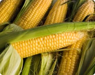 Mês de julho registra novo aumento da cotação do milho