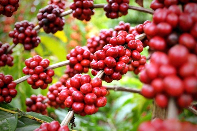 Novas técnicas garante melhor produção de café em MG