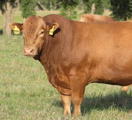 Programa genético multiplica carne bovina de qualidade nobre