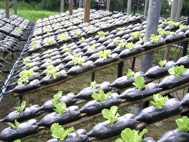 Horta doméstica sustentável possui diversas vantagens