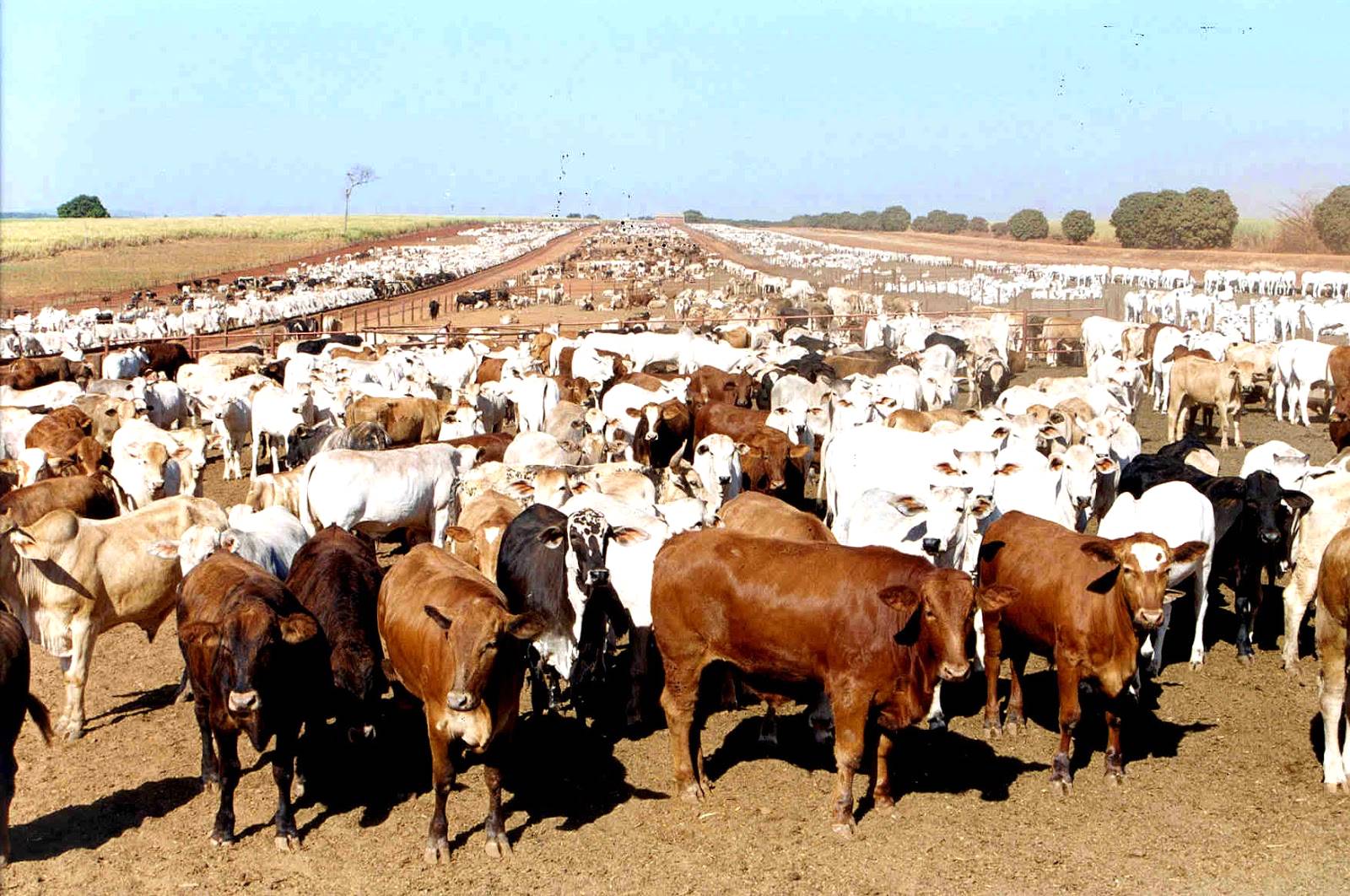 Número de animais confinados diminui no MS em virtude do alto valor dos insumos