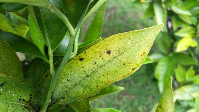 O ácaro da falsa ferrugem: uma das principais pragas nas plantações de limão