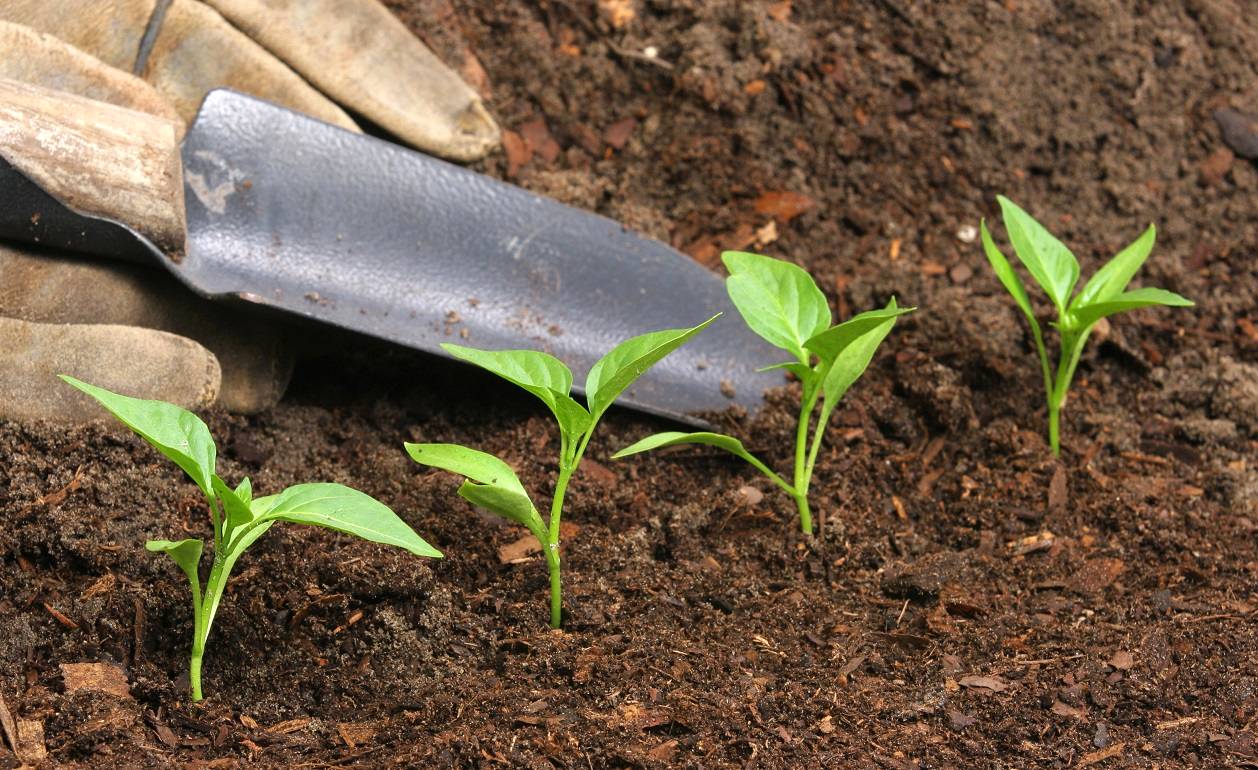 Uso de fertilizantes aumenta no Brasil, revela ANDA