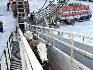 A importância do cuidado no transporte de bovinos