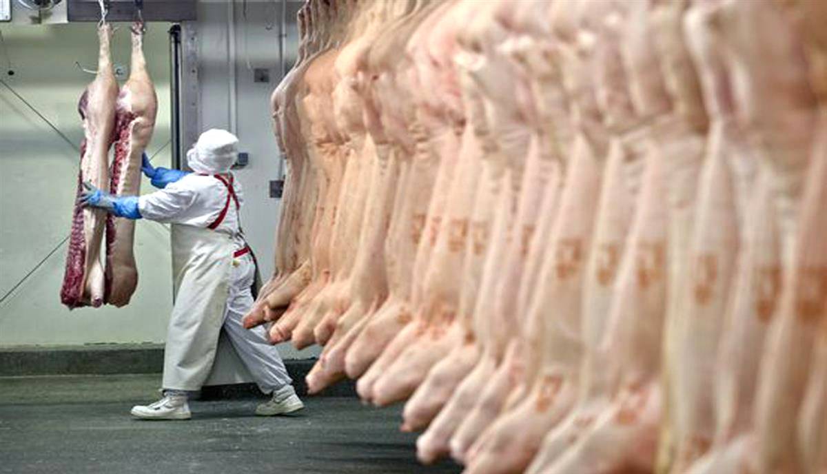 Brasil atinge 30% de aumento em exportações de carne suína