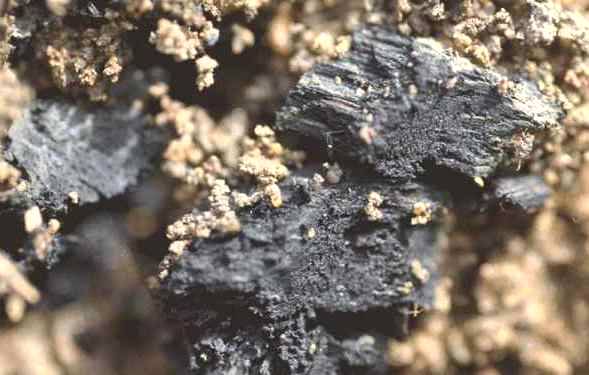 Carvão aumenta a fertilidade dos solos e favorece o meio ambiente