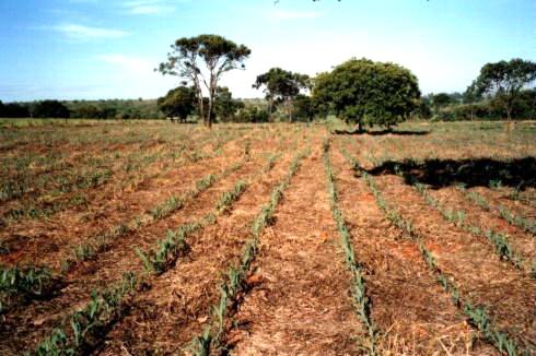 Culturas de Arroz, café e soja farão parte do novo Sistema de Classificação de Terras para Irrigação