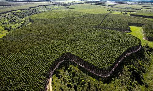 Mato Grosso do Sul investe na geração de energia a partir da biomassa