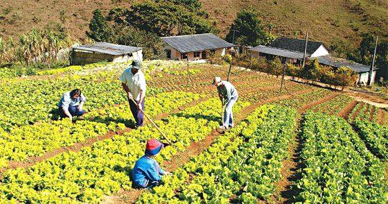 São Paulo apresenta grande aumento da produção na agricultura