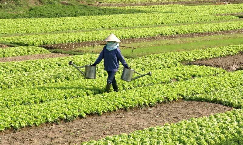 Sustentabilidade no manejo de pragas