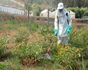 Prevenir plantas daninhas é garantir o sucesso da cultura