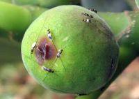 Vespa polinizadora potencializa a produção de figo