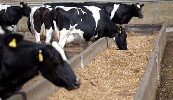 Alimentação de vacas leiteiras de alta produção