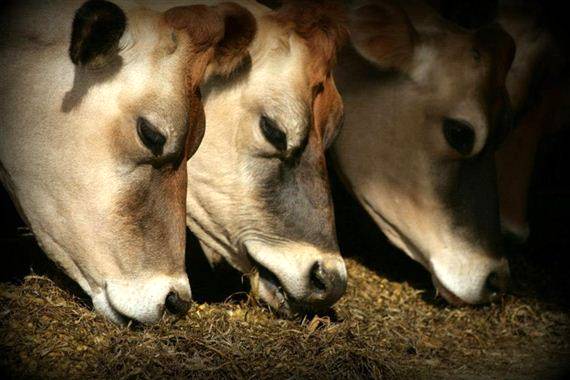 Anticorpos de galinhas poderão substituir antibióticos para bovinos