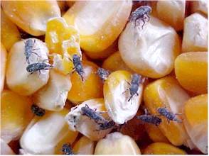 Extratos de plantas naturais podem combater o gorgulho-do-milho