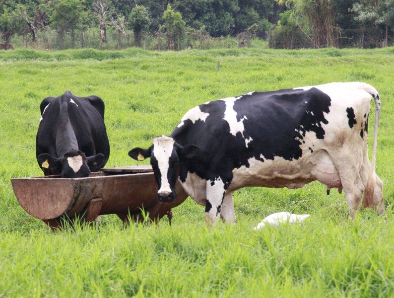 Manejo nutricional das vacas leiteiras em pastagens