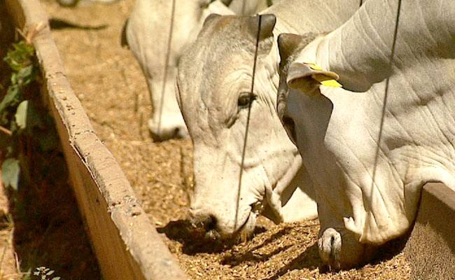 Substância antimicrobiana em ração animal esta vetada pelo Mapa