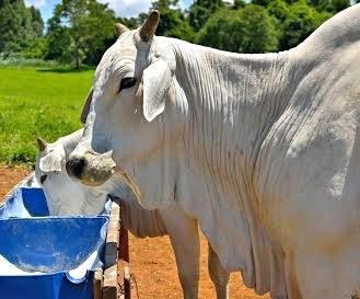 3 mitos sobre a suplementação bovina