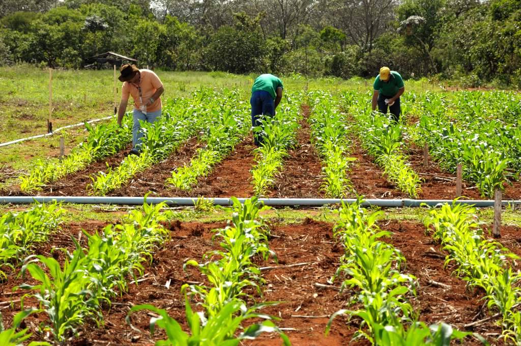 A fertilização como garantia de desenvolvimento