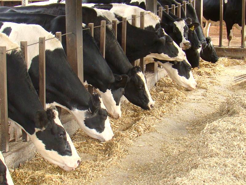 Cuidados com a nutrição do gado de leite durante a seca
