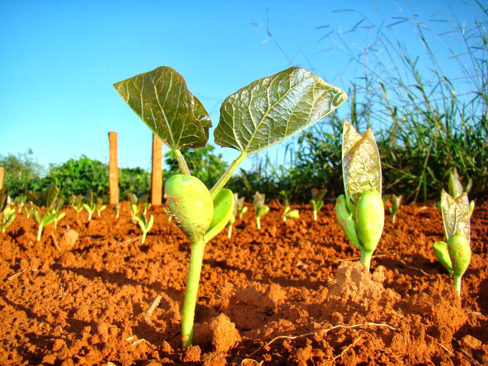 Melhoramento do solo em prol da produtividade