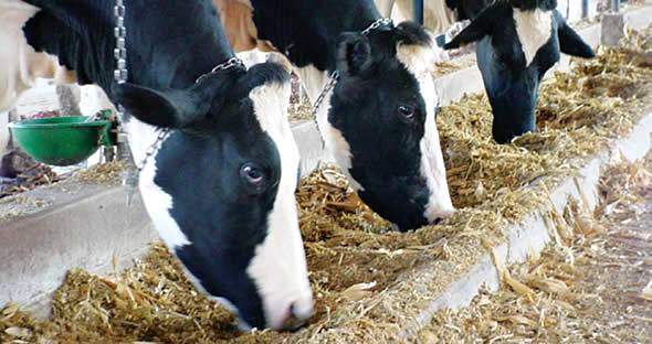 A importância das fibras na alimentação do gado leiteiro